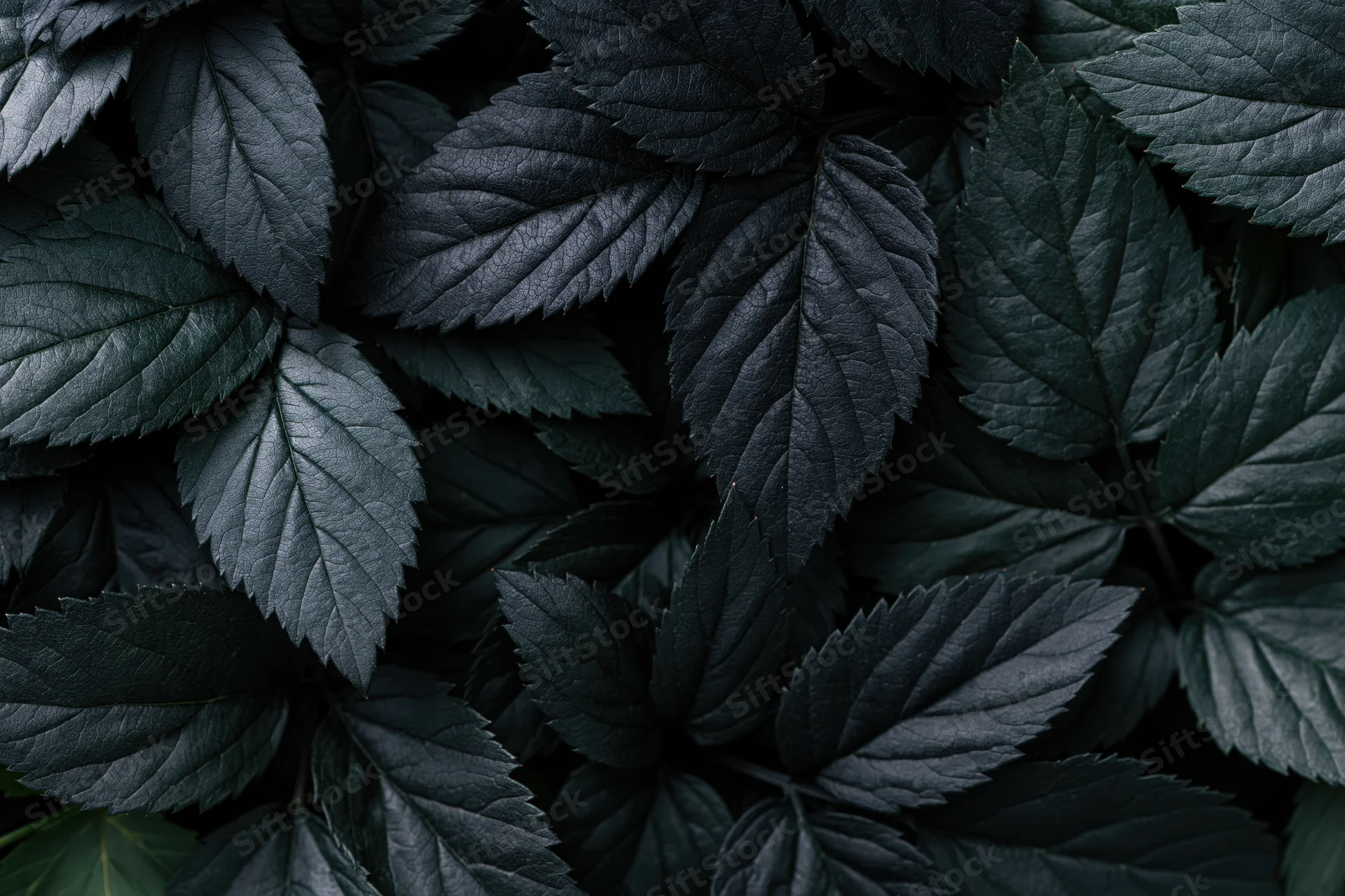 Dark overlapping leaves densely covering the frame in a flat lay arrangement