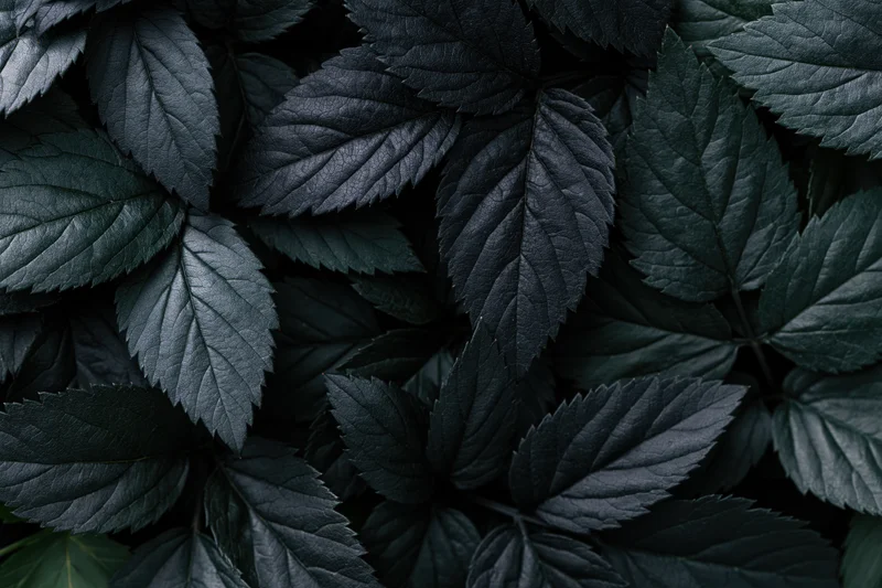 Dark overlapping leaves densely covering the frame in a flat lay arrangement