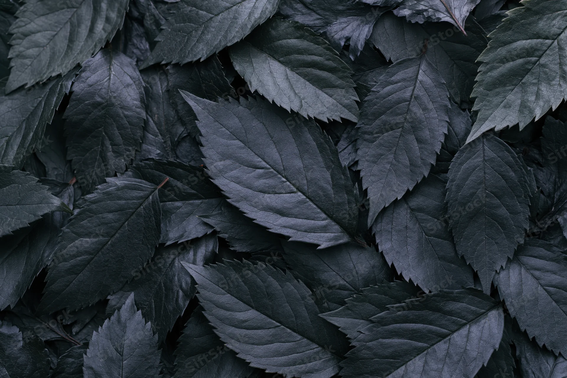 Dark overlapping leaves arranged in a flat lay covering the entire frame