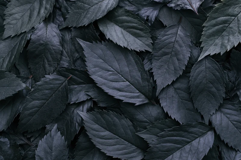 Dark overlapping leaves arranged in a flat lay covering the entire frame