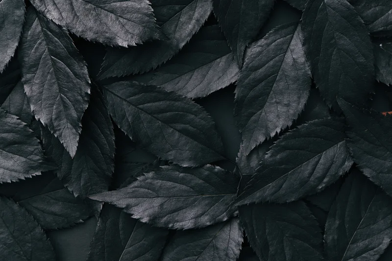 Dark overlapping leaves arranged in a flat lay covering the surface
