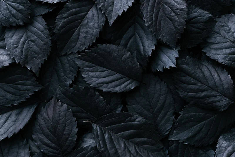 Dark leaves overlapping in a dense flat lay covering the entire frame