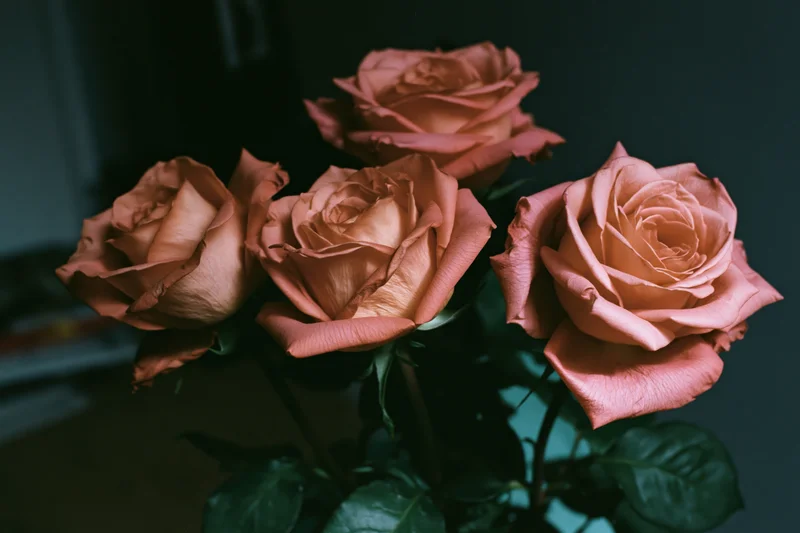 Four salmon-peach roses in loose arrangement with dark background