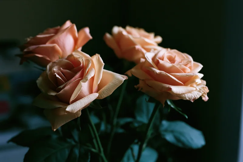 Four peach roses in a loose arrangement with dark background and soft lighting