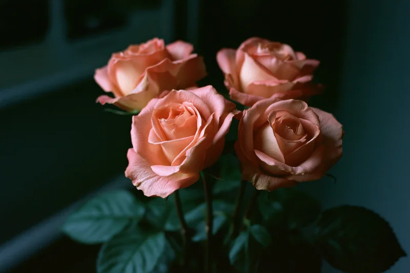Four peach roses in loose arrangement against dark background with soft lighting and green leaves