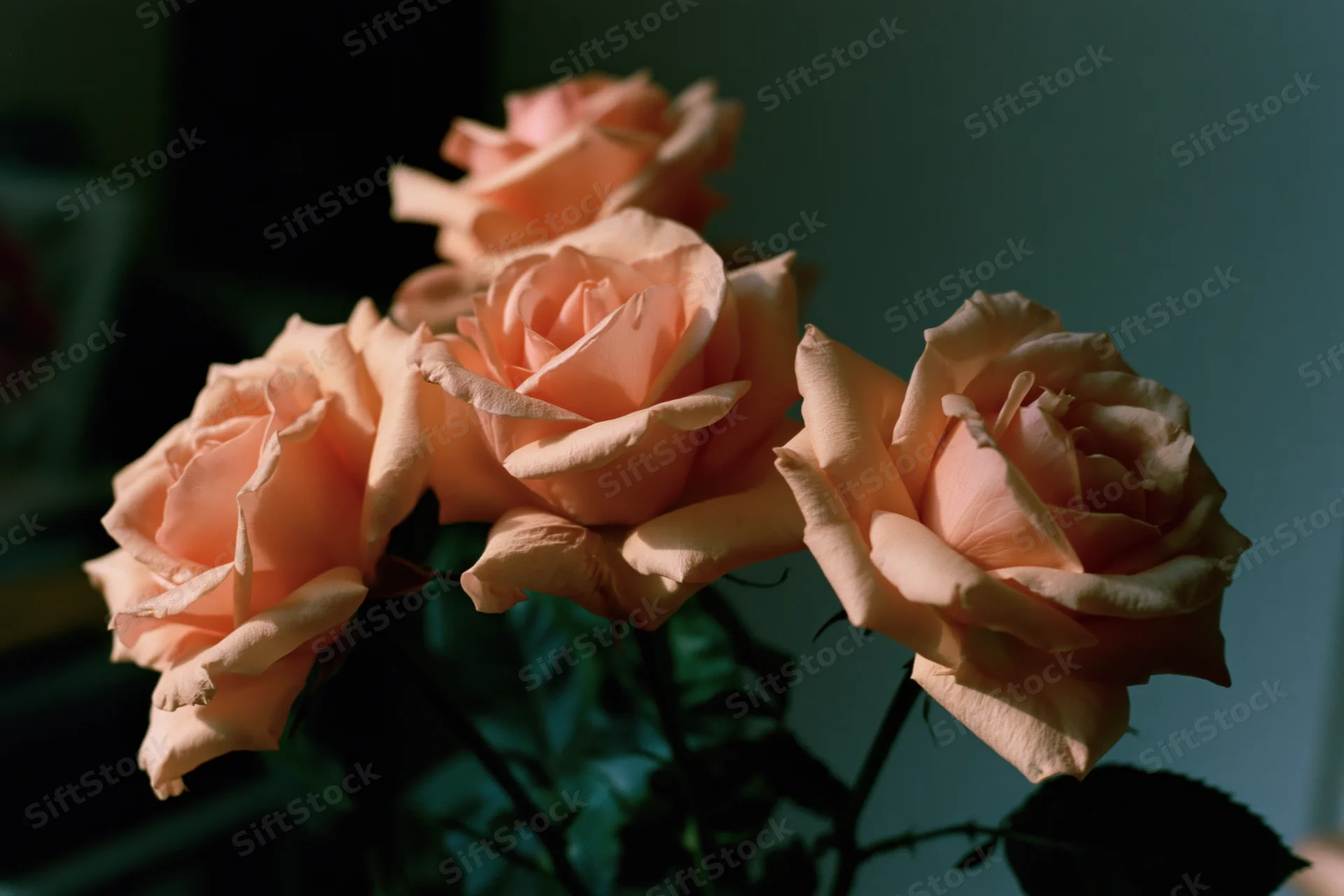 Four peach roses in soft light arranged in a loose bouquet indoors