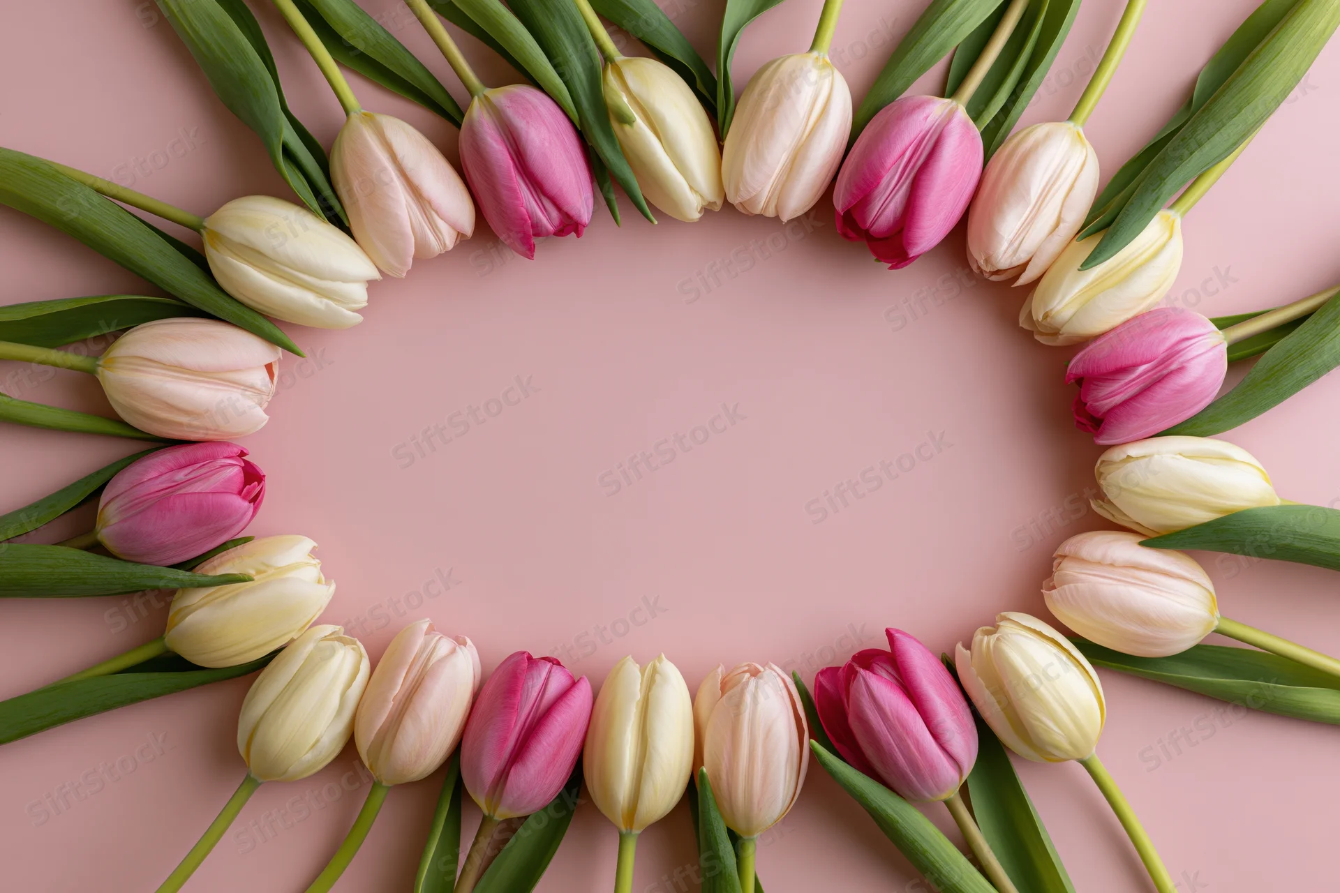 Tulips arranged in oval frame on pink surface with central copyspace