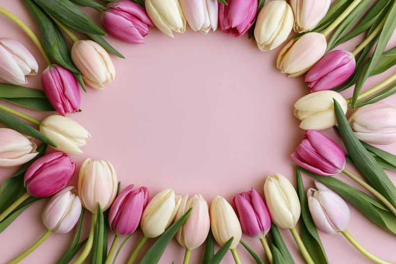 Tulips arranged in an oval frame on a pink surface with copyspace in center