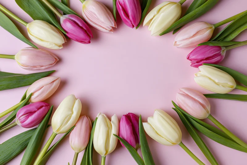 Tulips arranged in an oval frame on a pink surface