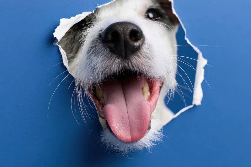 Jack russell terrier nose and tongue poking through torn blue paper