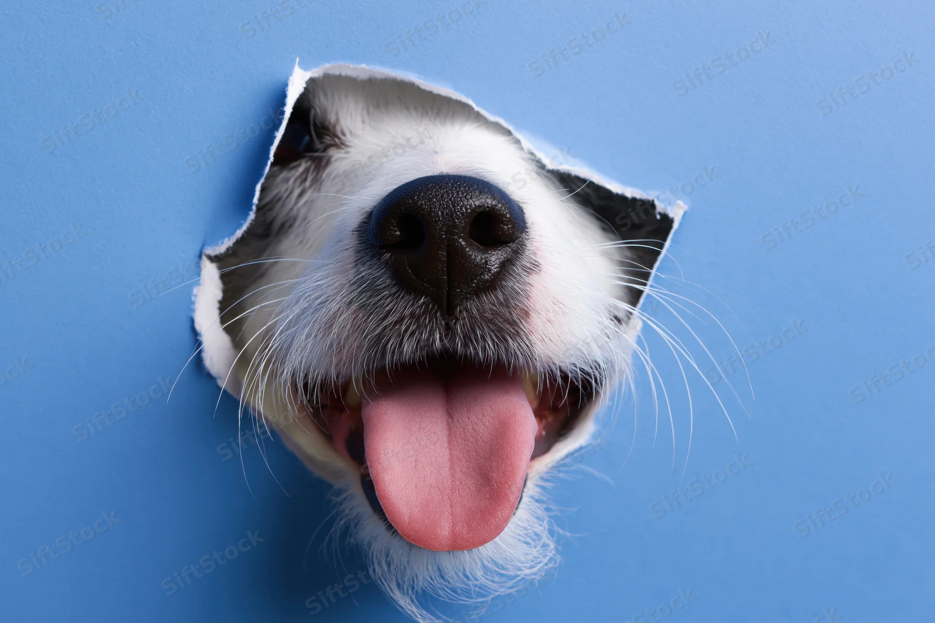 Jack russell terrier nose and tongue peeking through a torn blue paper hole