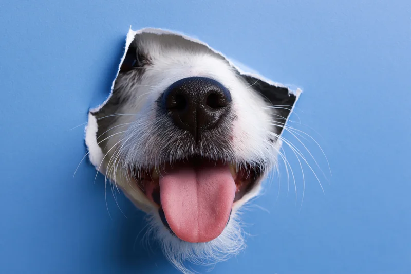 Jack russell terrier nose and tongue peeking through a torn blue paper hole