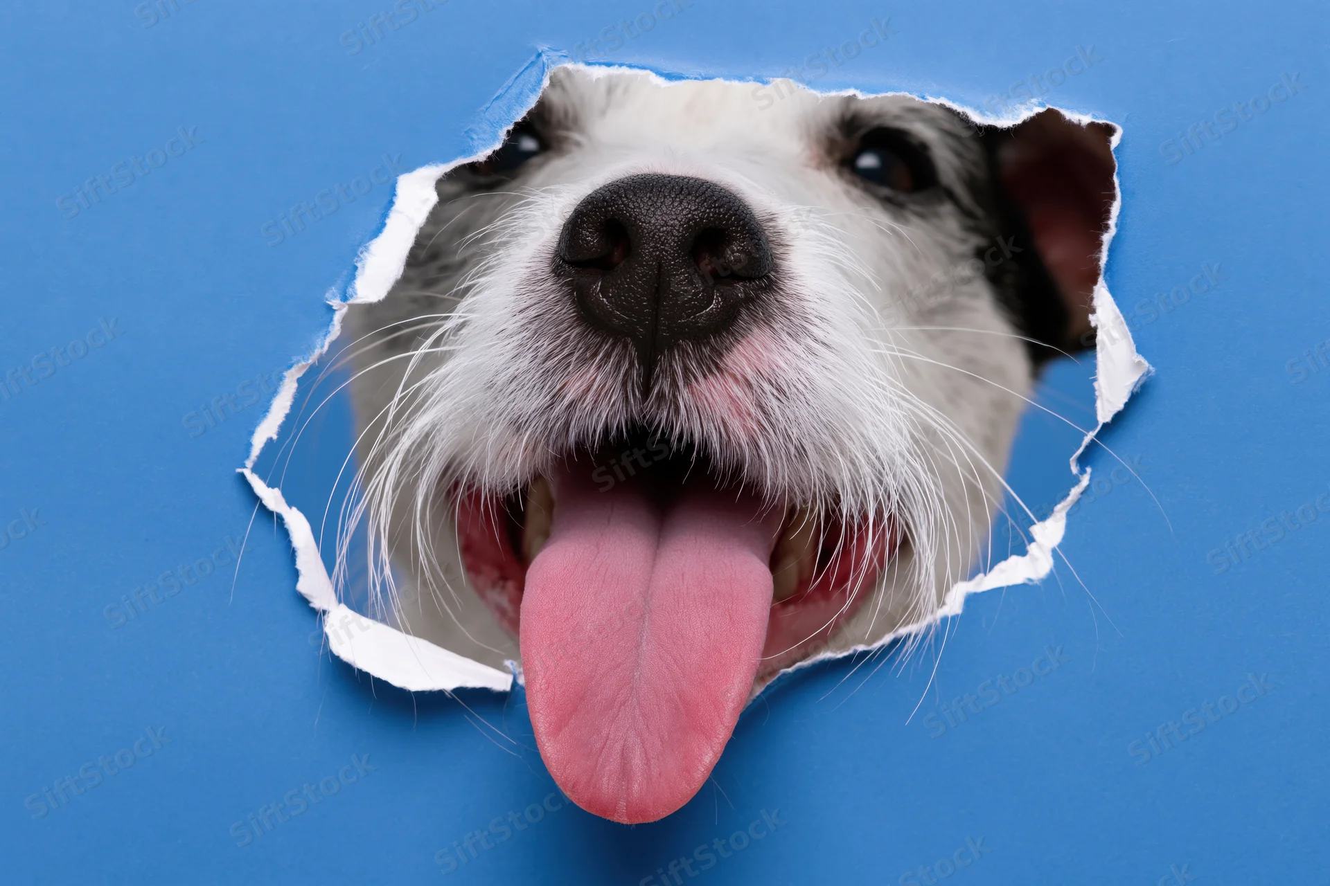 Jack russell terrier face peeking through torn blue paper with tongue out