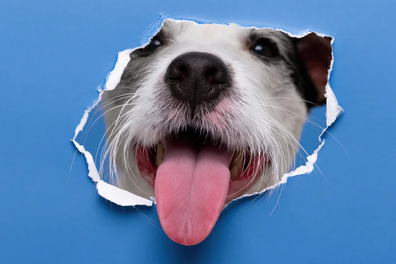 Jack russell terrier face peeking through torn blue paper with tongue out