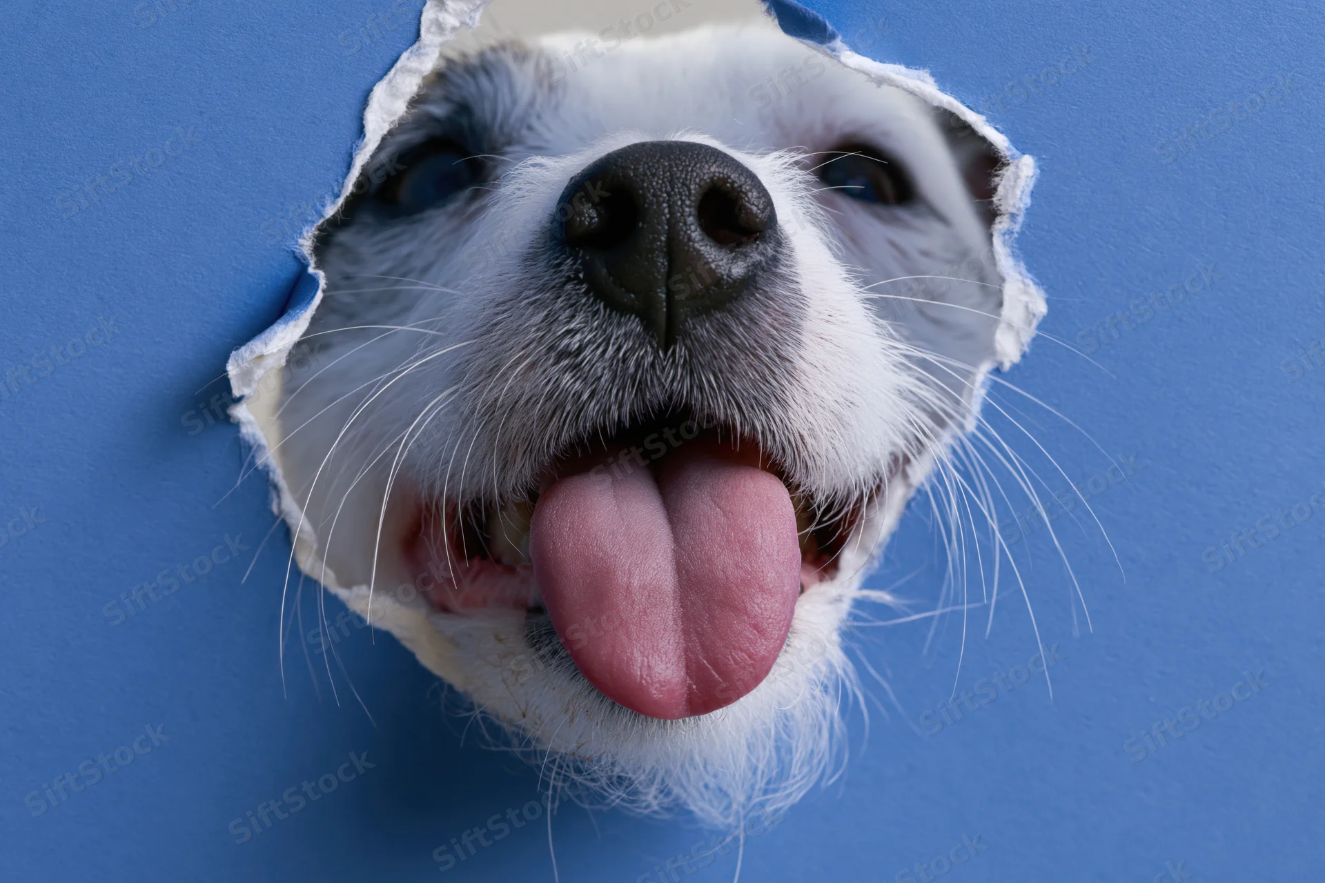 Jack russell terrier face peeking through torn blue paper with tongue out