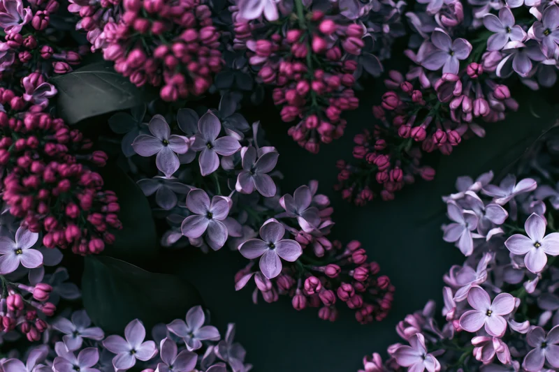 Lilac flower clusters with tight pink buds and open pale purple blooms arranged in a dense floral pattern
