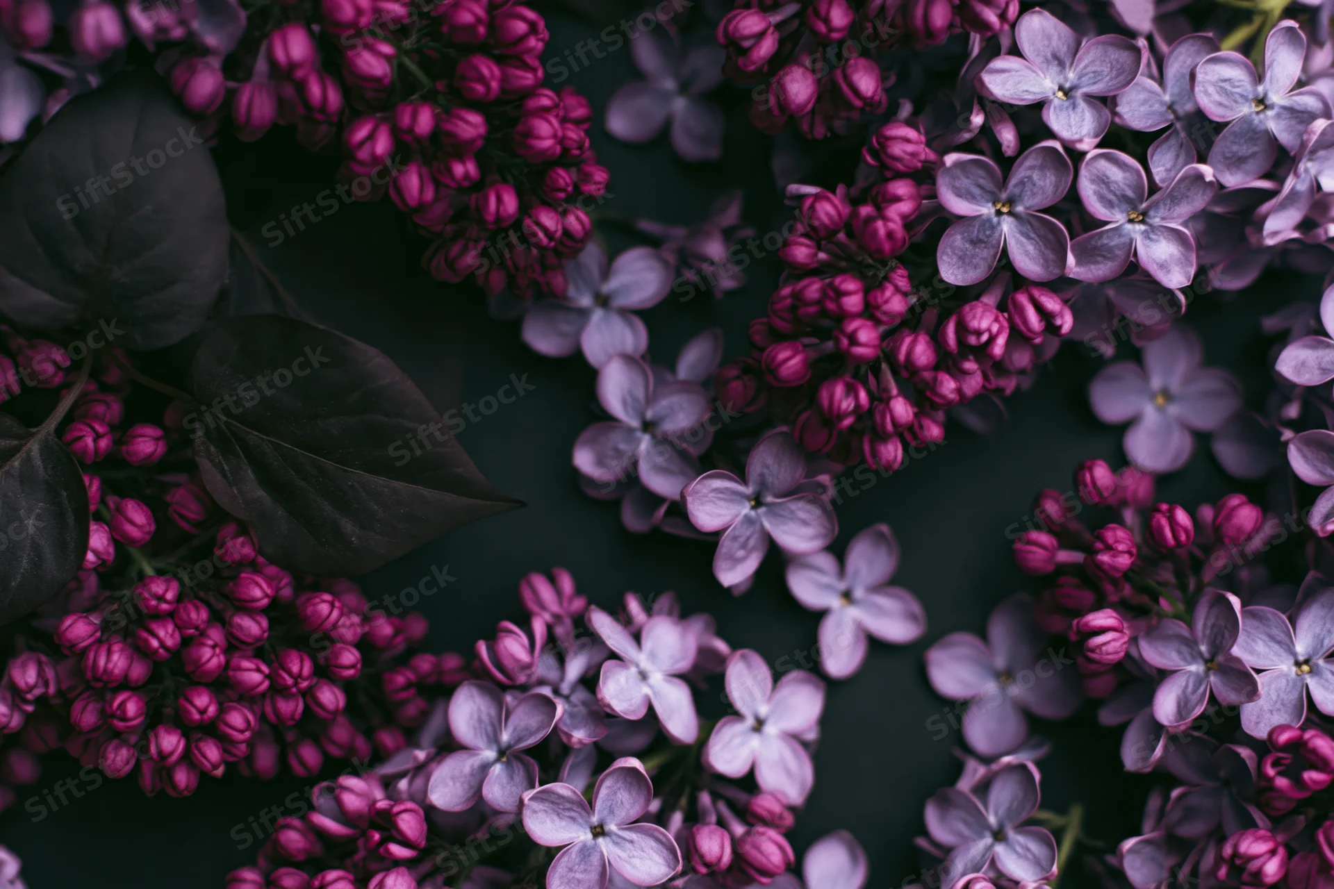 Lilac flower clusters with tight pink buds and open pale purple blooms arranged on dark surface