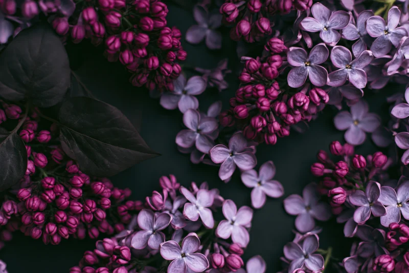 Lilac flower clusters with tight pink buds and open pale purple blooms arranged on dark surface