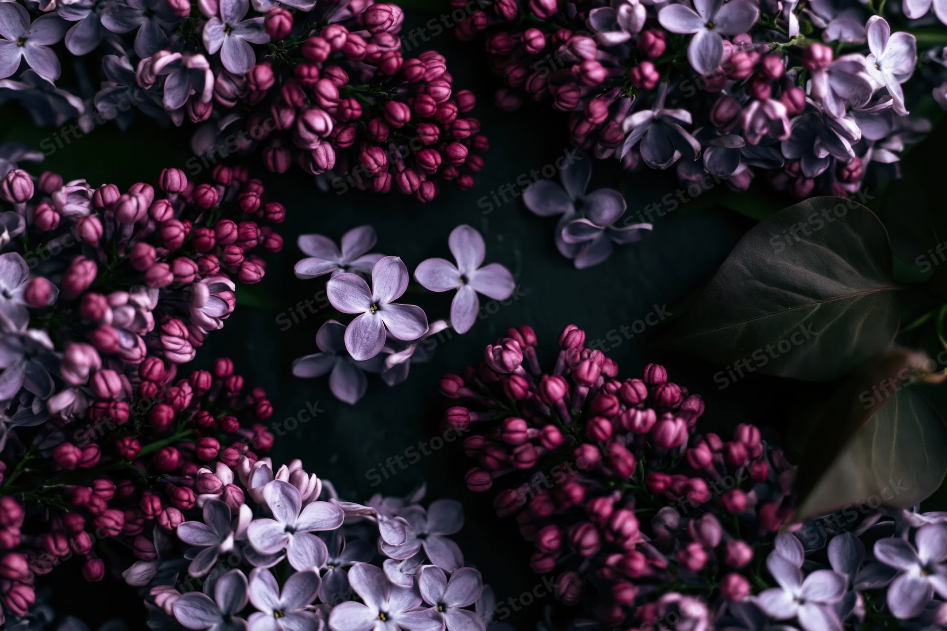 Lilac flower clusters with tight pink buds and open pale purple blooms arranged on dark surface