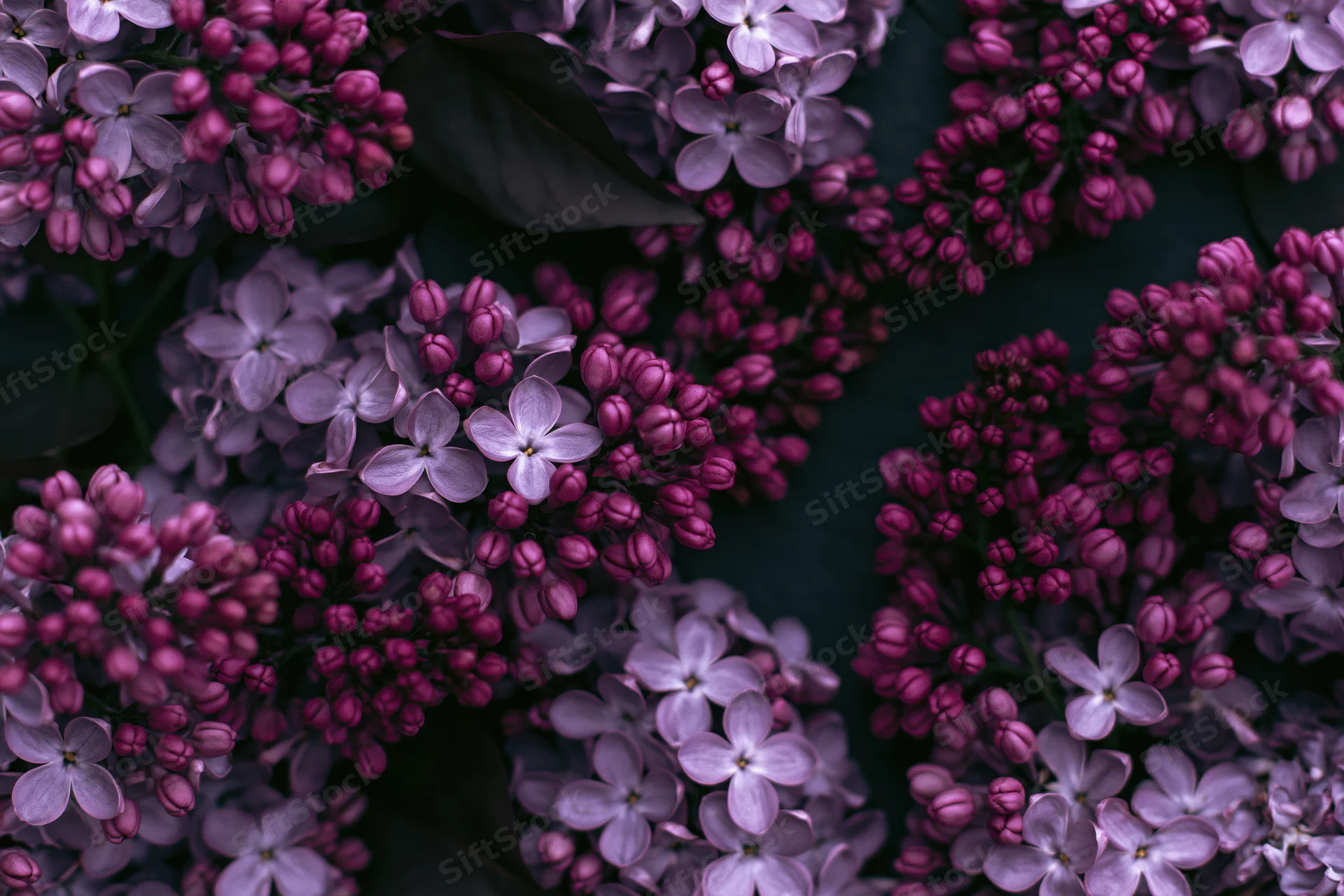 Closeup of lilac flower clusters with tight pink buds and open pale purple blooms in spring garden
