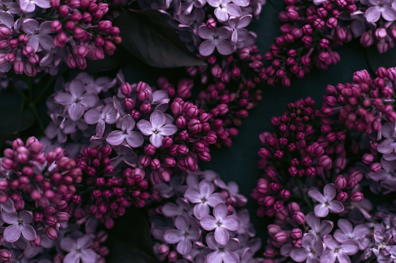 Closeup of lilac flower clusters with tight pink buds and open pale purple blooms in spring garden