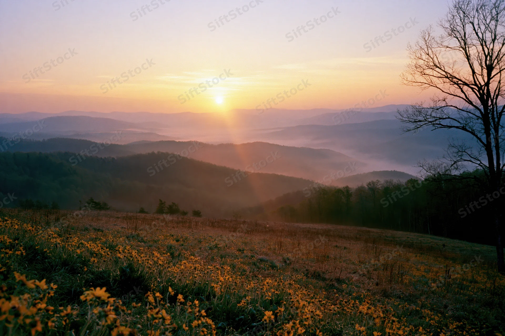 Sunrise over misty mountain valley viewed from a hilltop meadow with wildflowers and bare trees