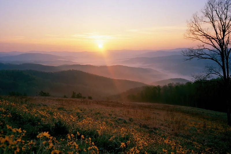 Sunrise over misty mountain valley viewed from a hilltop meadow with wildflowers and bare trees