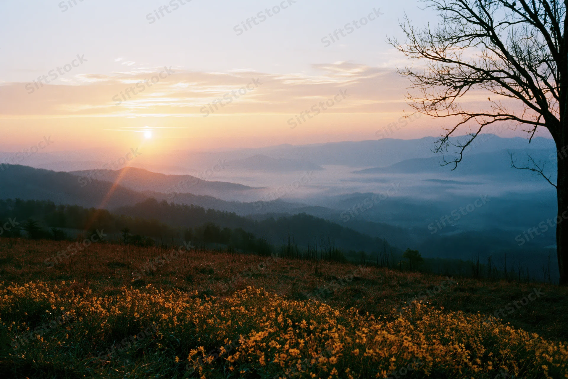 Sunrise over misty mountain valley viewed from a hilltop meadow with yellow flowers and bare tree