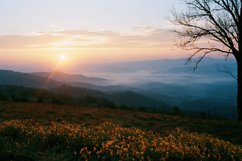 Sunrise over misty mountain valley viewed from a hilltop meadow with yellow flowers and bare tree