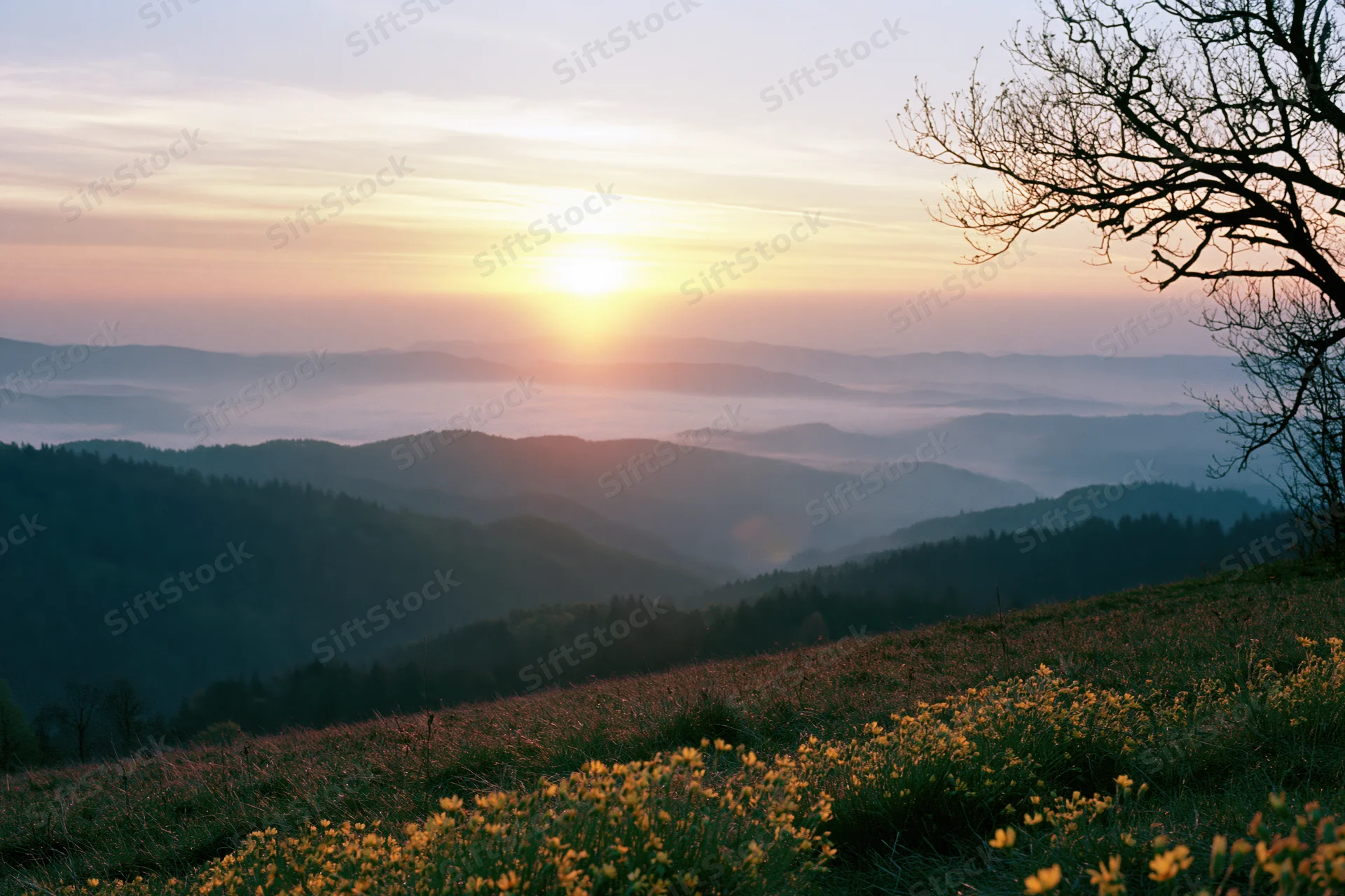 Sunrise over misty mountain valley viewed from a hilltop meadow with wildflowers and bare trees