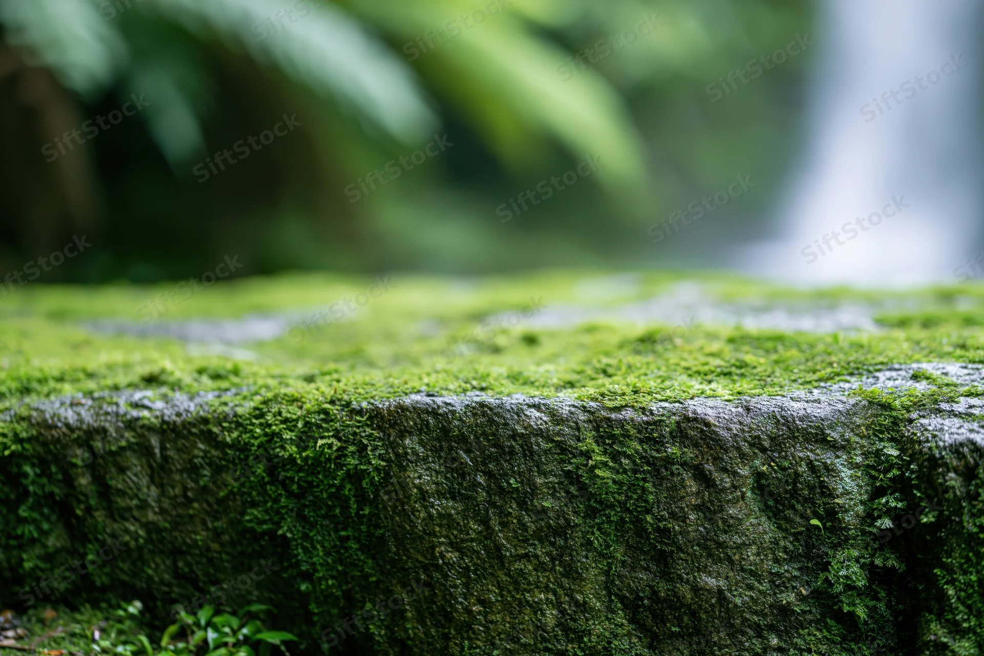 Moss-covered flat rock surface in a forest setting with blurred green foliage in the background