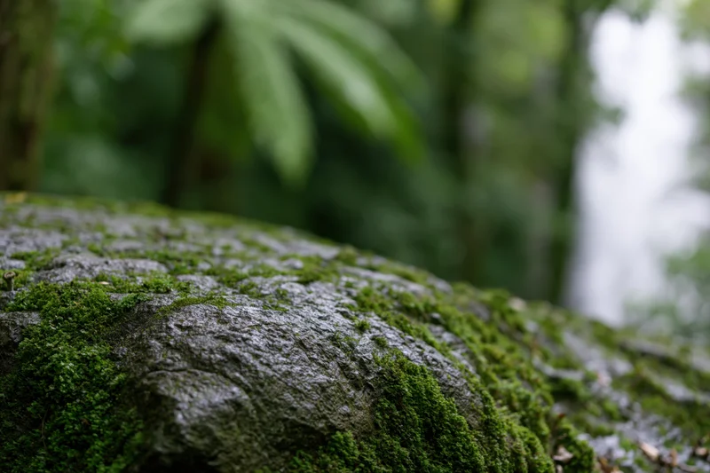 Moss-covered rock surface in a forest setting with blurred green foliage in the background