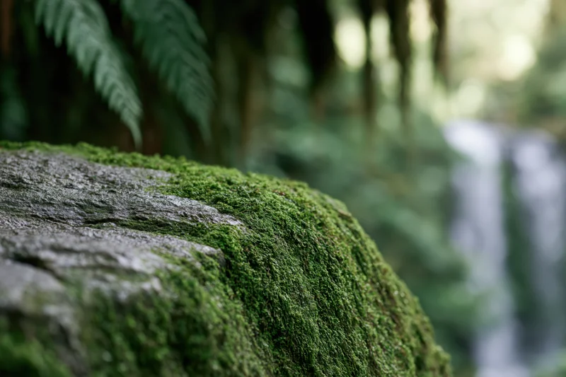 Moss-covered rock in a forest with waterfall and ferns in the background