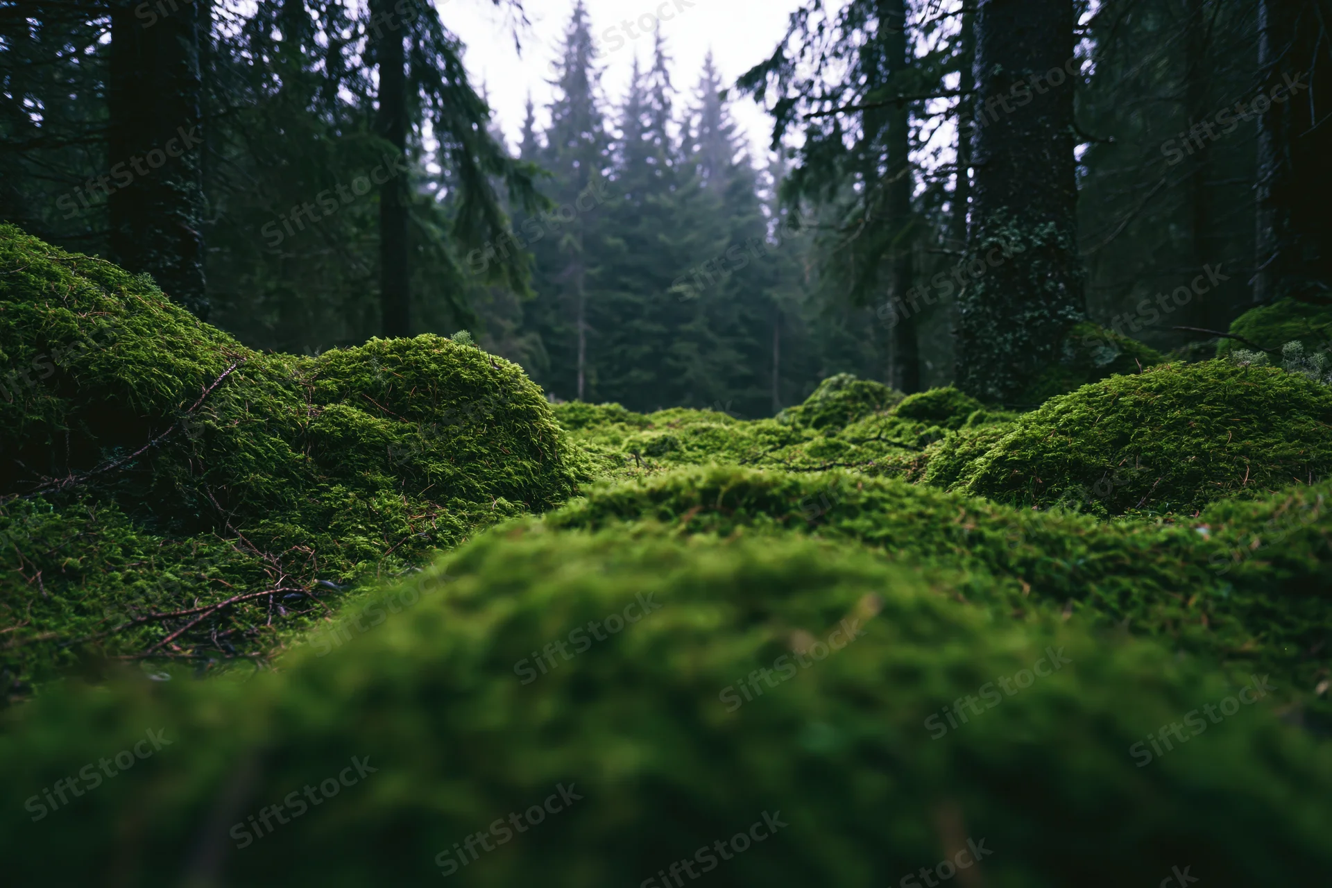 Moss-covered forest floor with rolling green mounds leading into dense evergreen trees