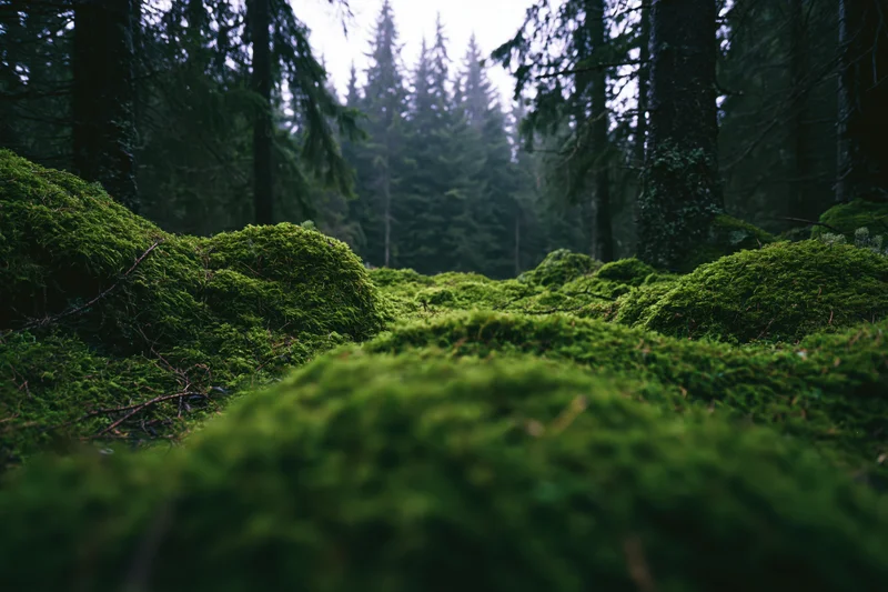 Moss-covered forest floor with rolling green mounds leading into dense evergreen trees