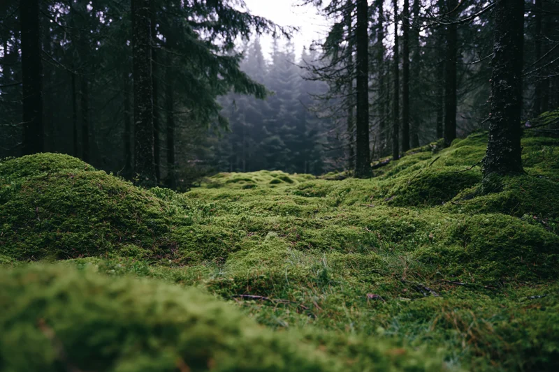Moss-covered forest floor with rolling green mounds leading into dense trees