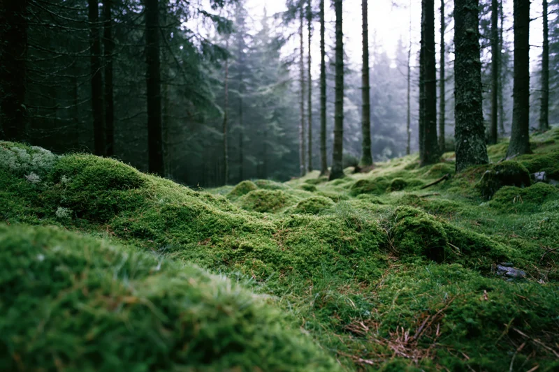 Moss-covered forest floor with rolling green mounds leading into a misty pine woodland