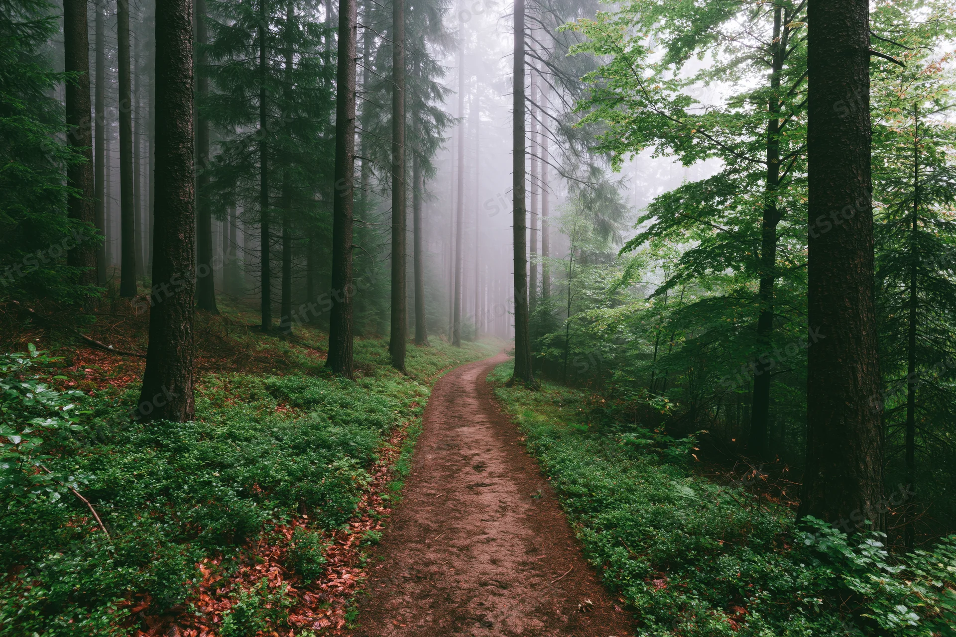 Narrow dirt path winding through foggy temperate forest with tall trees and green undergrowth