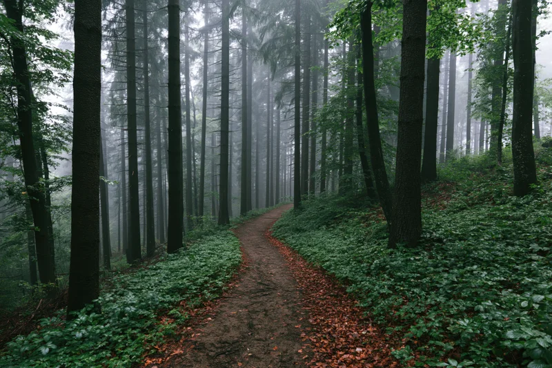 Narrow dirt path winding through dense temperate forest with misty trees and green undergrowth