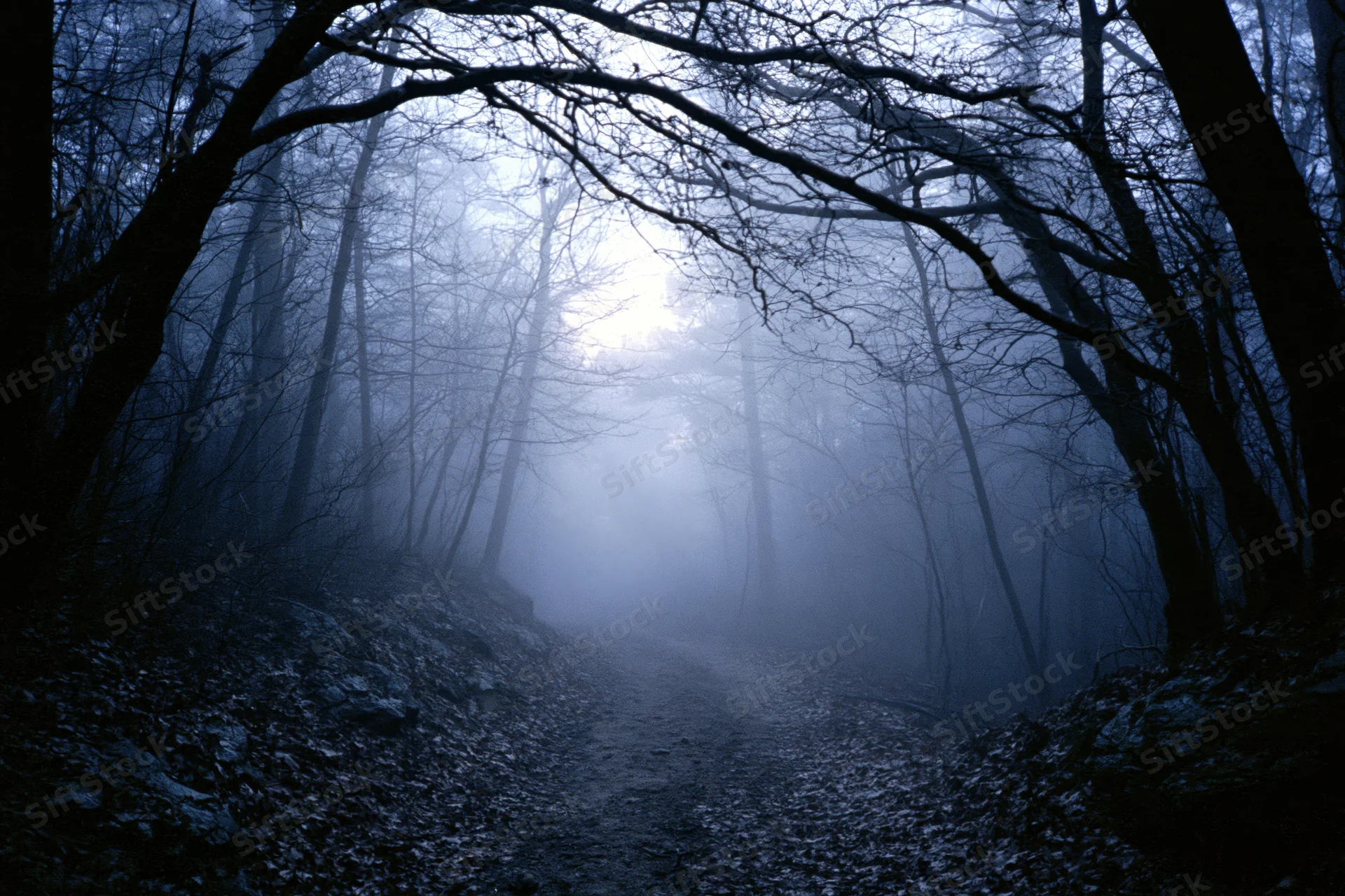 Narrow dirt path winding through dense leafless forest in foggy winter atmosphere
