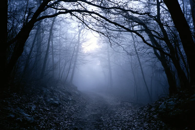 Narrow dirt path winding through dense leafless forest in foggy winter atmosphere