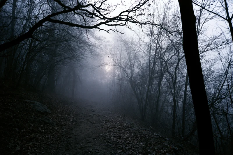 Narrow dirt path winding through dense leafless forest in foggy winter atmosphere