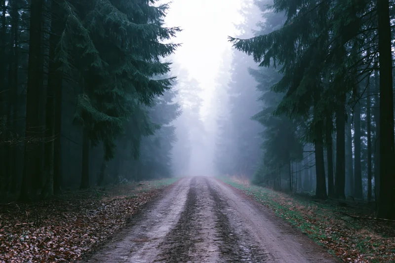 Narrow dirt road cutting through dense conifer forest in misty autumn light