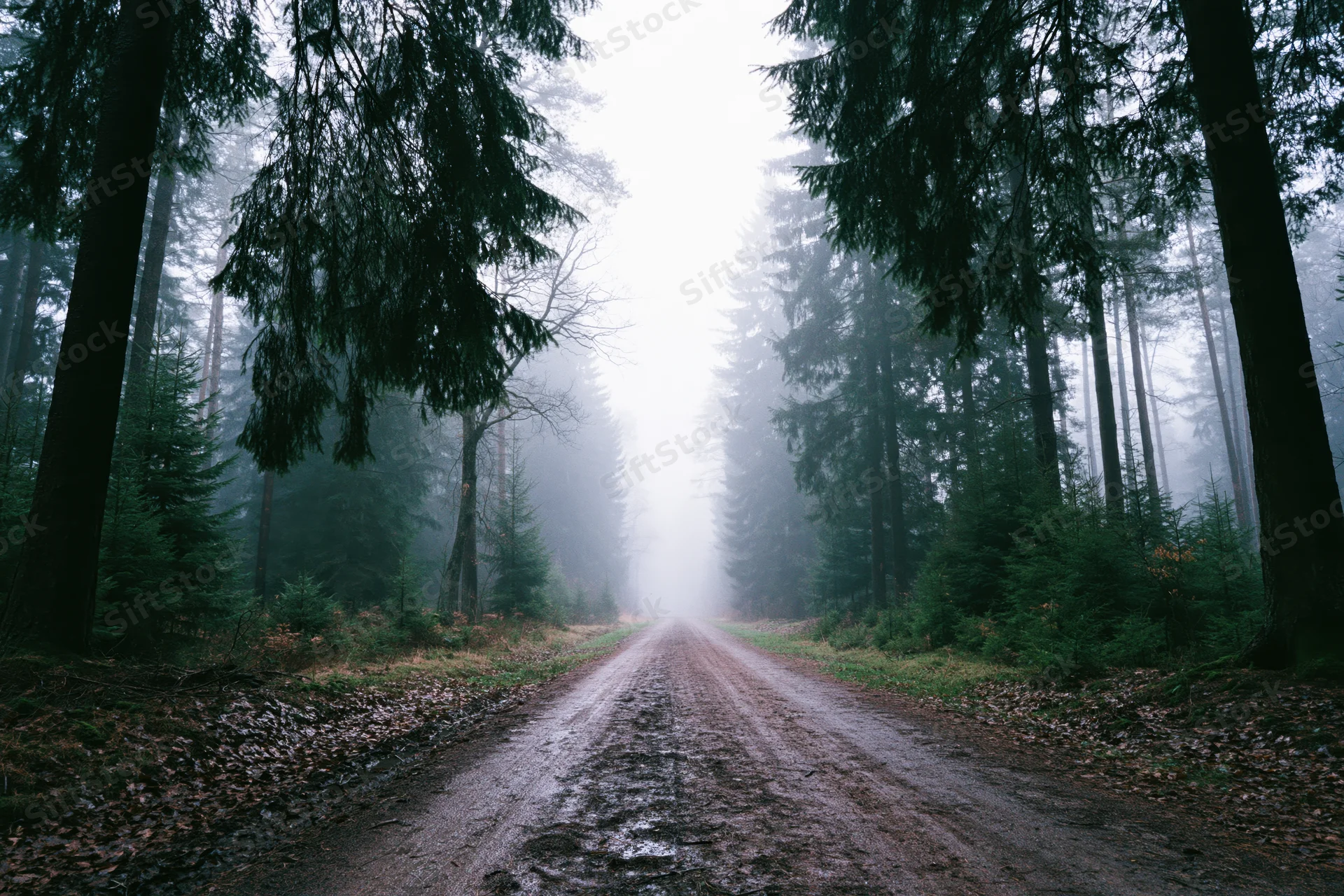 Narrow dirt road cutting through dense conifer forest in foggy weather