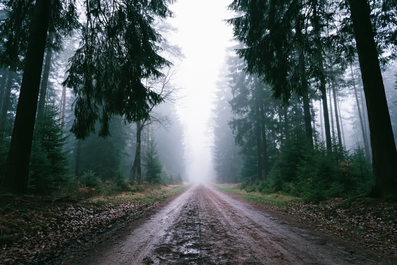 Narrow dirt road cutting through dense conifer forest in foggy weather