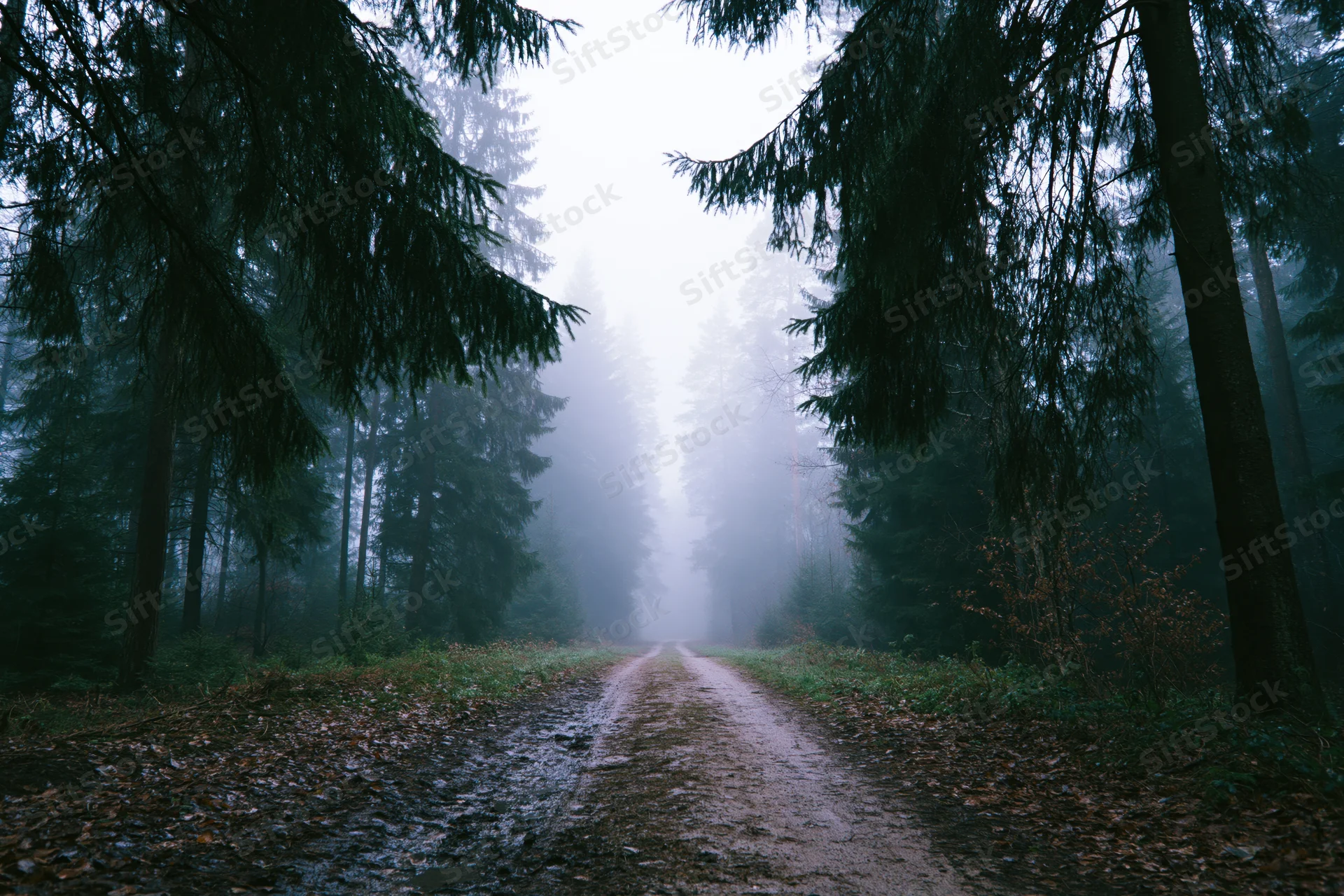 Narrow dirt path winding through dense foggy conifer forest with tall trees on either side
