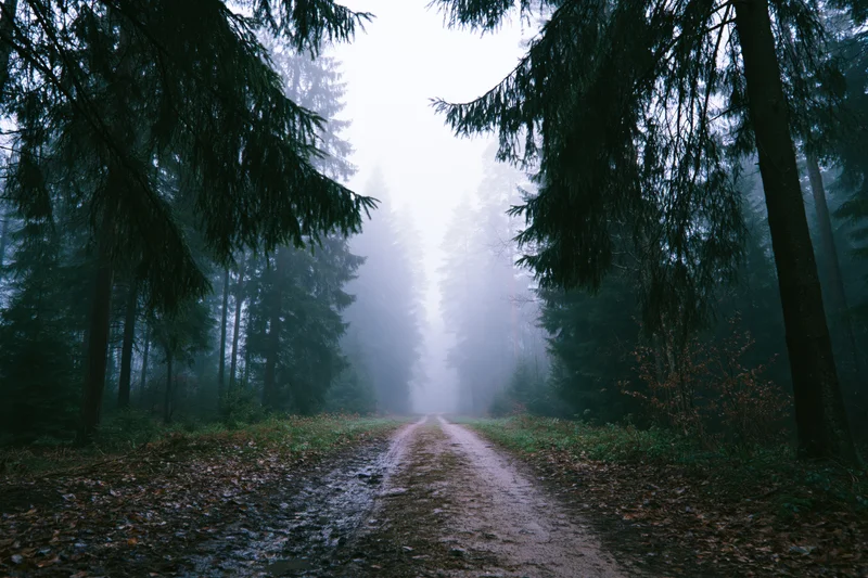 Narrow dirt path winding through dense foggy conifer forest with tall trees on either side