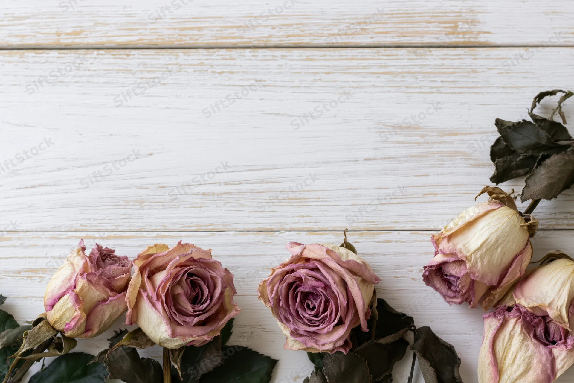 Dried roses with wilted petals arranged on a white wooden surface