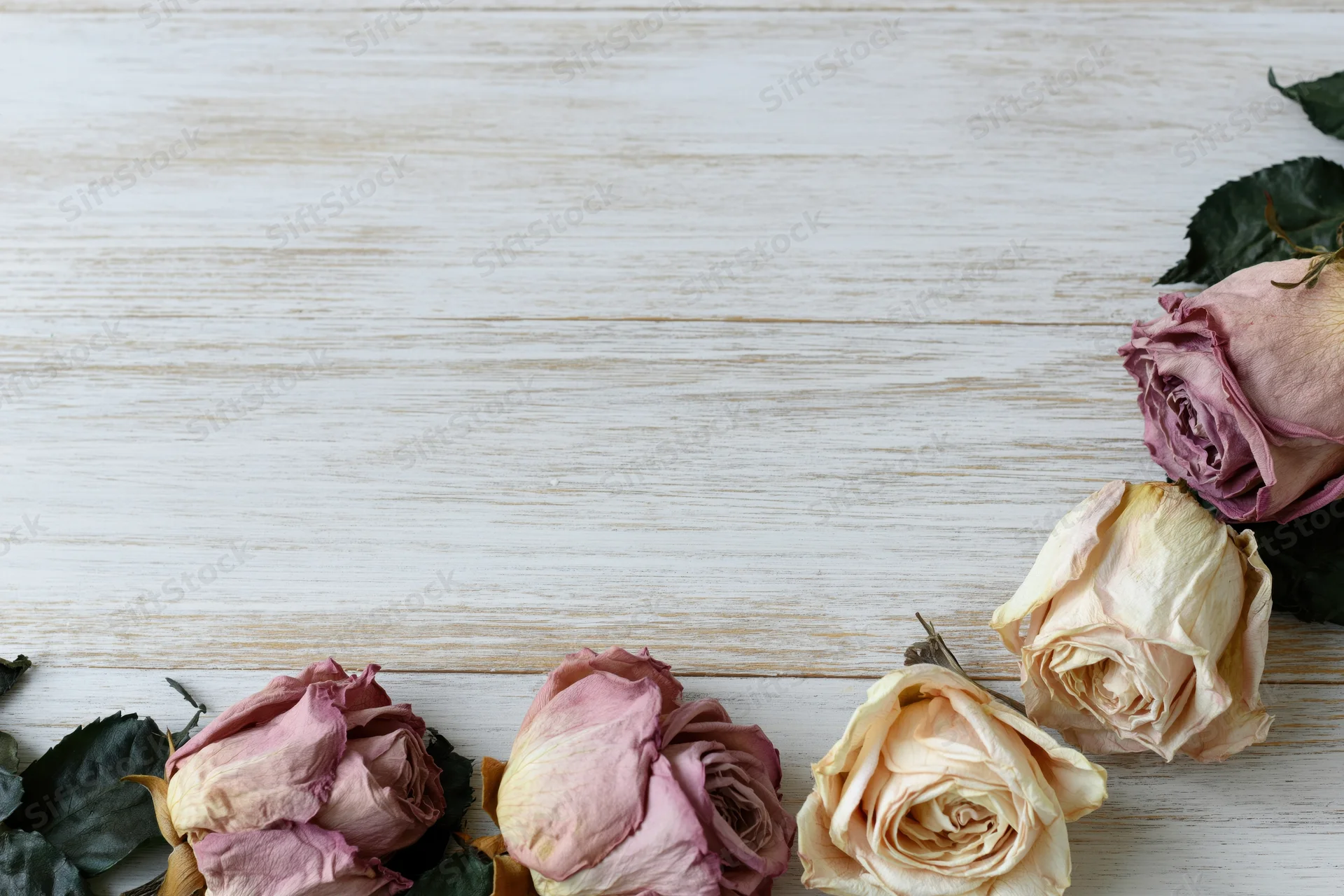Dried roses with wilted petals and dark green leaves arranged on a white wooden surface