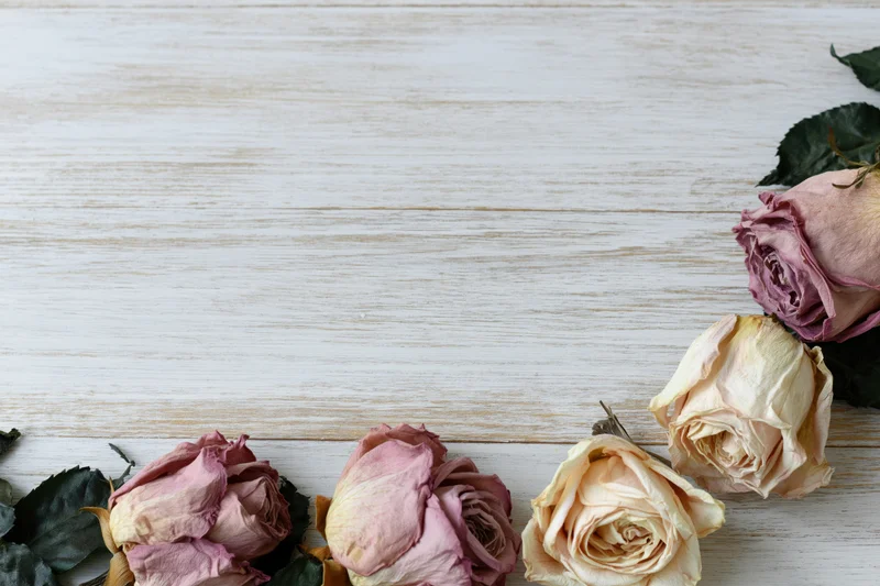 Dried roses with wilted petals and dark green leaves arranged on a white wooden surface